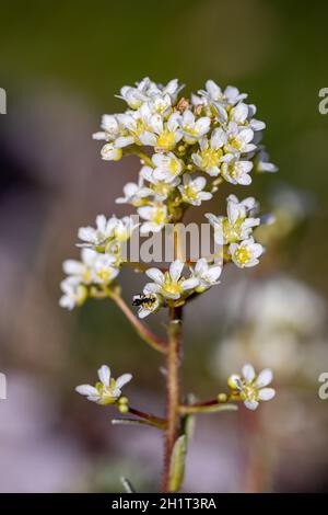 Saxifraga crustata fleurit en montagne Banque D'Images