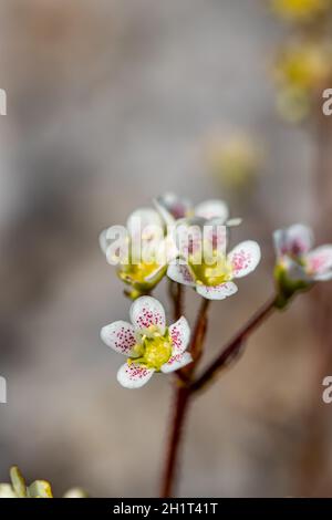 Saxifraga crustata fleur en montagne, macro Banque D'Images