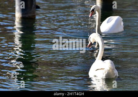 Schwan am Attersee à Österreich, Europa - Swan à l'Attersee en Autriche, Europe Banque D'Images