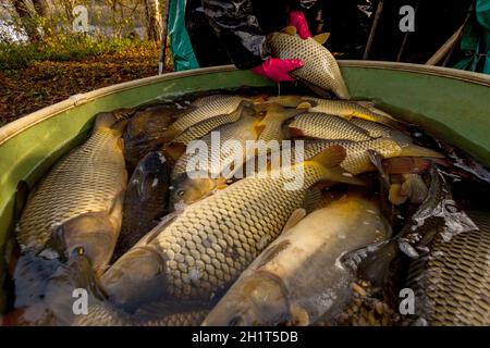 Chasse d'automne de l'étang à carpes de marchés de Noël en République tchèque. En Europe centrale, le poisson est une partie traditionnelle d'un dîner la veille de Noël. Banque D'Images