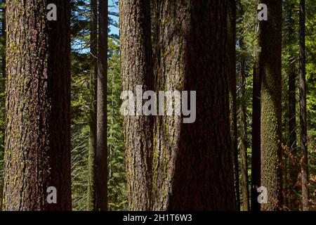 Les troncs des arbres, Sequoia Tuolumne Grove, près de Crane plat, Yosemite National Park, California, USA Banque D'Images