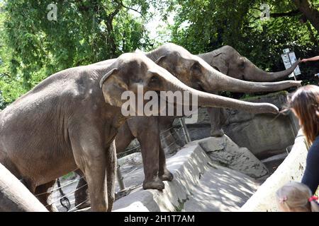 Elefanten im Tierpark Hagenbeck à Hambourg, Allemagne, Europe - éléphants à Hambourg, Allemagne, europe Banque D'Images