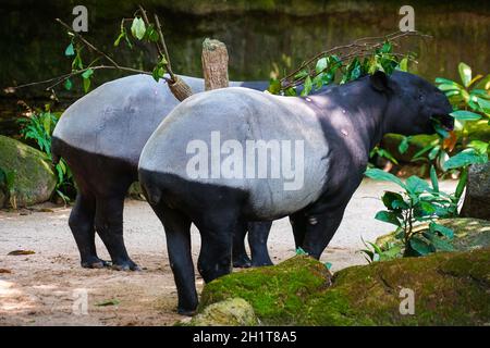 De l'image de l'herbe de manger de tapir sauvage. Lieu de tournage : Singapour Banque D'Images