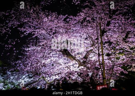 De Chidorigafuchi qui va voir des cerisiers en fleurs la nuit. Lieu de tournage : zone métropolitaine de Tokyo Banque D'Images