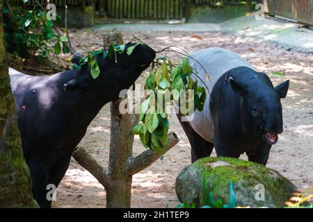 De l'image de l'herbe de manger de tapir sauvage. Lieu de tournage : Singapour Banque D'Images