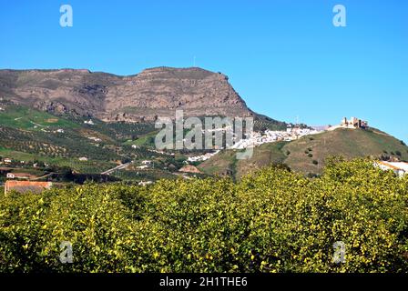 Vue sur la ville avec des citronniers en premier plan, Alora, province de Malaga, Andalousie, Espagne, Europe. Banque D'Images