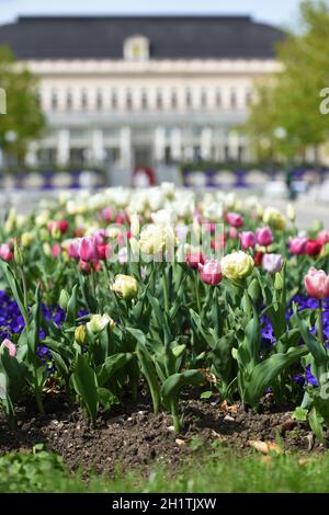 Tulpen im Frühling vor dem Kongresshaus von Bad Ischl, Salzkammergut, Oberösterreich, Österreich, Europa - Tulips devant le Palais des Congrès de Ba Banque D'Images