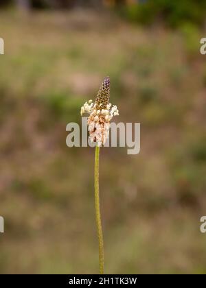 Ribmoort plantain (Plantago lanceolata) tête de fleur. Banque D'Images