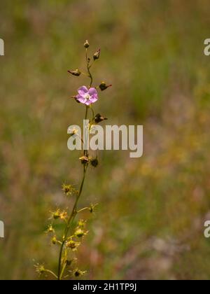 Le sodo floral, une plante indigène carnivore d'Australie (Drosera peltata subsp. Auriculata) Banque D'Images