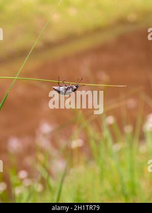 Un Weevil sur une tige d'herbe à Victoria, en Australie Banque D'Images