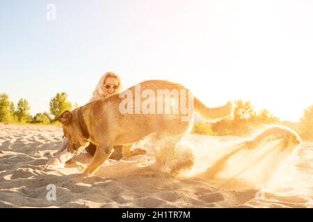 Le Labrador jaune s'entête dans le sable à une plage par temps ensoleillé.Lumière du soleil Banque D'Images