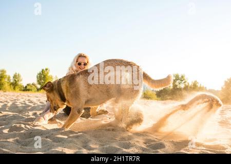 Labrador Retriever jaune creuser dans le sable sur une plage sur une journée ensoleillée. Banque D'Images