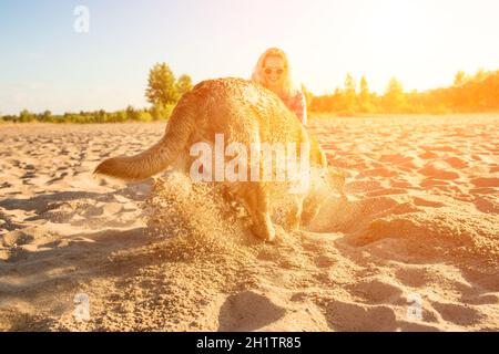 Le Labrador jaune s'entête dans le sable à une plage par temps ensoleillé.Lumière du soleil Banque D'Images