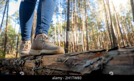 Image en gros plan d'une femelle touriste marchant sur une bûche d'arbre déchue et traversant le ravin dans la forêt. Banque D'Images