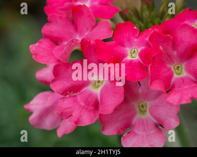 Fleurs de verveine, gros plan.Une inflorescence de petites fleurs roses. Banque D'Images