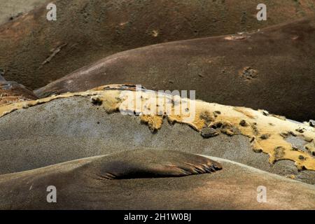 Phoques de l'éléphant du Nord, rookerie de phoques de l'éléphant de Piedras Blancas, Pacific Coast Highway, près de San Simeon, Central Coast, Californie,ÉTATS-UNIS Banque D'Images