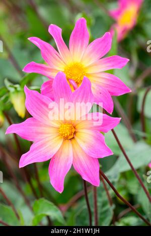 Cultivar à simple fleur, Dahlia « yeux brillants ».Fleurs violet-rose se décolorant au centre en jaune. Banque D'Images