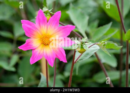 Cultivar à simple fleur, Dahlia « yeux brillants ».Fleurs violet-rose se décolorant au centre en jaune. Banque D'Images
