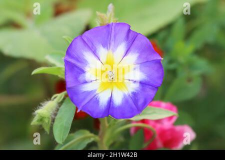 La belle fleur d'un bleu vif Convolvulus tricolor a ouvert dans la lumière du soleil, gros plan, arrière-plan flou, vue d'en haut Banque D'Images