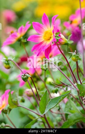 Cultivar à simple fleur, Dahlia « yeux brillants ».Fleurs violet-rose se décolorant au centre en jaune. Banque D'Images