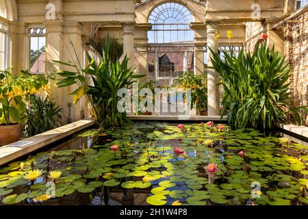 Lily Pond et l'intérieur du Grand Conservatoire dans les jardins de Syon House, construit par Charles Fowler en 1826, Syon Park, West London, Angleterre, Royaume-Uni Banque D'Images