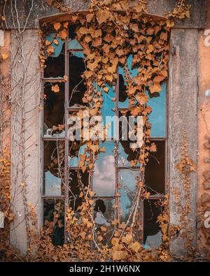 Des branches de lierre séchée couvrent partiellement une fenêtre avec un peu de verre cassé dans un vieux bâtiment en ruines Banque D'Images
