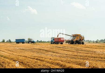 Les moissonneuses-batteuses coupent et batte le grain de blé mûr.Déchargement des grains dans le chariot par la vis de vidange.Récolte de blé sur le terrain en été.Prof Banque D'Images