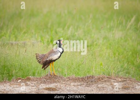 Nord Noir Korhaan (Afrotis afraoides) également appelé White-Quilled Bustard affichant l'appel.Parc national d'Etosha, Namibie, Afrique Banque D'Images