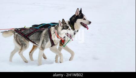 Les deux chiens husky dans la neige en compétition Banque D'Images