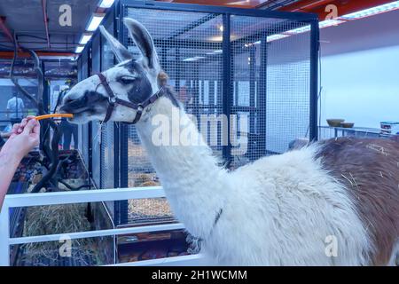 Llama dans les écuries pour l'affichage. Banque D'Images