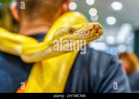 Le python birman d'Albino s'enroule autour d'un homme. Son animal de compagnie populaire en Thaïlande. Banque D'Images
