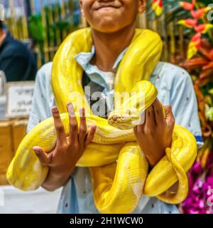 Le python birman d'Albino s'enroule autour d'un homme. Son animal de compagnie populaire en Thaïlande. Banque D'Images