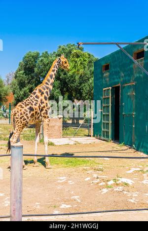 Les girafes, Safari Park - Majorque Banque D'Images