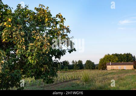 Paysage rural dans la région viticole de l'AOC Saint-Émilion, sud de la France Banque D'Images