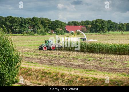 Vue à distance d'une équipe de récolte de maïs composée d'une ensileuse avec un bras d'extension vers la remorque basculante, derrière le tracteur au travail Banque D'Images
