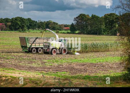Vue à distance d'une équipe de récolte de maïs composée d'une ensileuse avec un bras d'extension vers la remorque basculante, derrière le tracteur au travail Banque D'Images