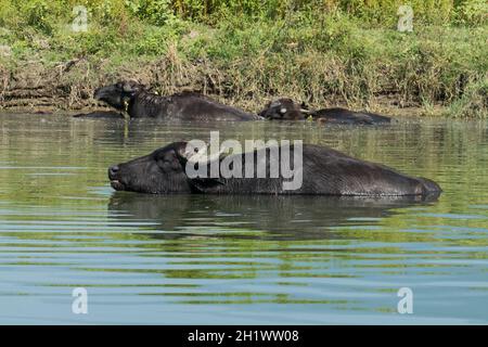 Lac Kerkini, Grèce, 13 juillet 2021 : le buffle Levantine est une race de buffle des marais, également connu sous le nom de buffle domestique. Banque D'Images