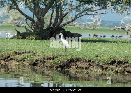 Lac Kerkini, Grèce, 13 juillet 2021 : le petit Egret est une espèce d'oiseau de la famille des Ardeidae. Banque D'Images