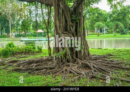 Les racines de grands arbres sur un fond de nature. Banque D'Images