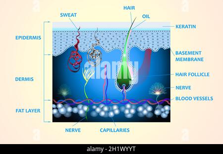 Anatomie de la peau et des couches et éléments qui la composent. Illustration médicale Banque D'Images