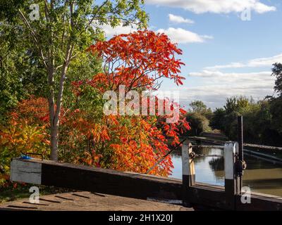 Couleur d'automne sur le chemin de halage du canal de Grand Union, Stoke Bruerne, Northamptonshire, Royaume-Uni Banque D'Images