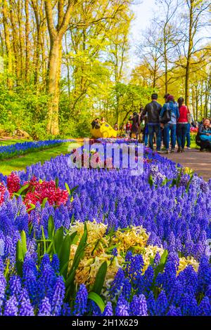 Lisse pays-Bas 20. Avril 2014 fleurs colorées bleues jacinthe de raisin Muscari armeniacum et tulipes jaunes à Keukenhof Hollande pays-Bas Banque D'Images