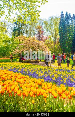 Lisse pays-Bas 20. Avril 2014 fleurs colorées bleues jacinthe de raisin Muscari armeniacum et tulipes jaunes à Keukenhof Hollande pays-Bas Banque D'Images