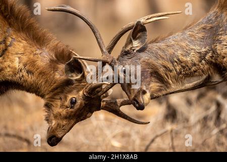 Deux cerfs Sambar mâles en colère, entièrement adultes, se battent avec leurs gros gros gros bois montrant la domination au parc national de ranthambore en inde Banque D'Images