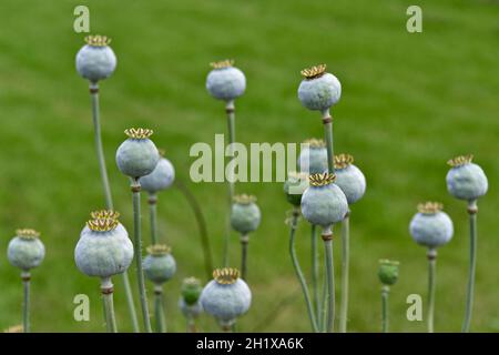 Têtes de graines de coquelicot géantes avec de l'herbe en arrière-plan, prises avec une faible profondeur de champ Banque D'Images