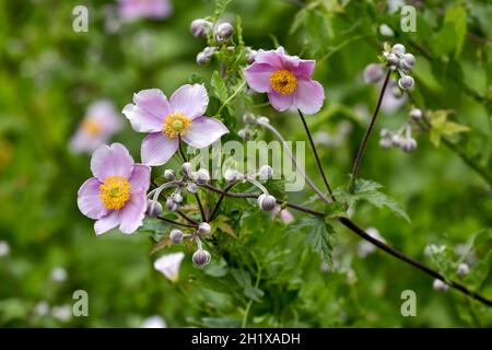 Belles fleurs d'anémone japonaise rose pâle en été Banque D'Images