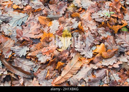 feuilles tombées des arbres dans une forêt Banque D'Images