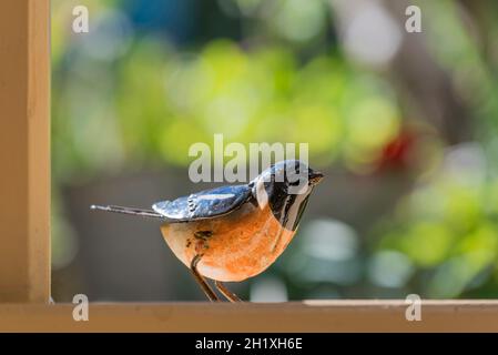 Un petit oiseau en métal peint à la main est installé sur une corniche au soleil en plein air en Australie Banque D'Images