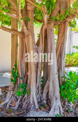 Grand arbre tropical immense dans les allées piétonnes naturelles de Playa del Carmen au Mexique. Banque D'Images