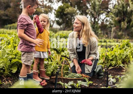 Une jeune famille heureuse qui rassemble des patates douces dans un panier dans un jardin.Une jeune mère célibataire récolte des légumes frais avec ses deux enfants.Autosoutient Banque D'Images